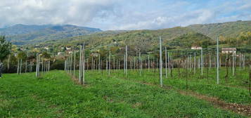 Proprietà rustica in vendita a Cavaso del Tomba