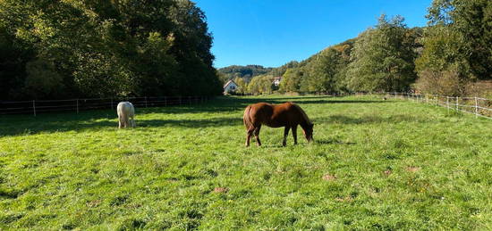 Aussiedlerhof mit 9000m2 Wald und Weide