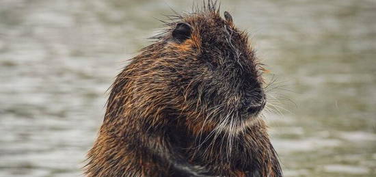 BIBER - Leben im Nationalpark Donauauen nahe Wien