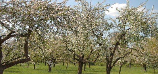 Einfamilienhaus mit Obststreuwiese in Bornstedt zu vermieten (Handwerkerobjekt)