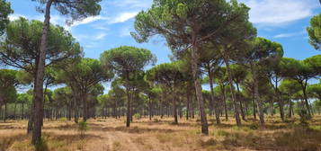 Terreno em Melides