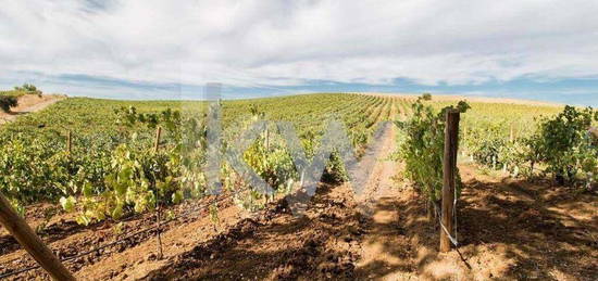 Monte Alentejano com Vinha em Produção sito em Vila de Frades