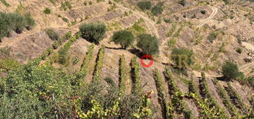 Quinta da Arguedeira, Alto Douro Vinhateiro, Armamar