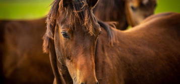 Paardenobject gezocht