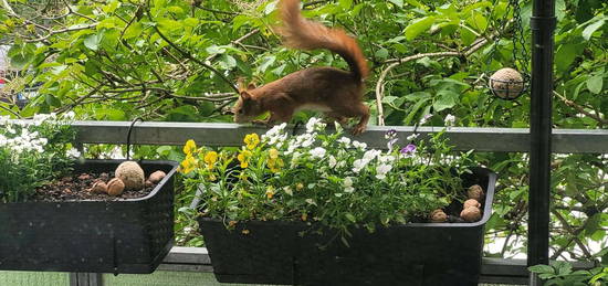 sonnige Einzimmerwohnung am Englischen Garten und Nordfriedhof im schönen Schwabing-Freimann