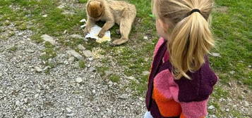 Exklusives Wohnen: Hochwertiges Fertighaus von Bien Zenker auf erstklassigem Grundstück