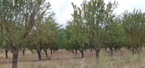 Finca r&#xFA;stica en Llardecans