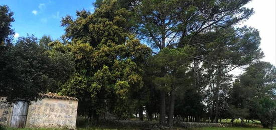 Finca rústica en venta en Selva