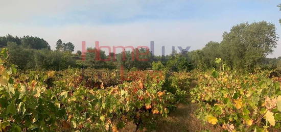 Quinta agrícola com barracão em pedra de apoio à agricultura, Lobel...