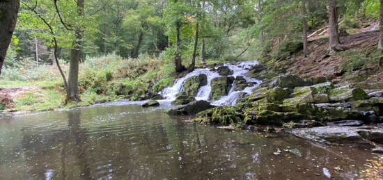 Jagdgrundstück im Nationalpark Harz: Natur-Wald im Selketal gegenüber Wasserfall  29.485 m²