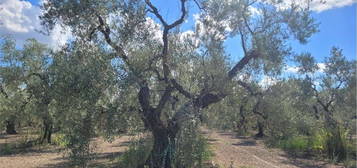 Proprietà rustica in vendita in via Tiro a Segno s.n.c