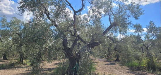 Proprietà rustica in vendita in via Tiro a Segno s.n.c