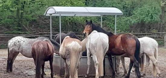 Charmante Reitanlage mit historischem Wohnhaus und Gewerberäumen