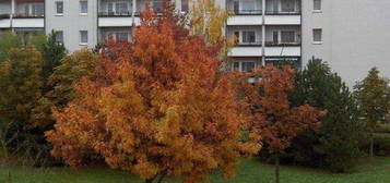 2 Zimmer Wohnung mit Loggia, Küche mit Fenster .. in Berlin - Kaulsdorf zu vermieten