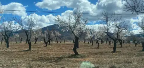 Finca r&#xFA;stica en Rambla de Valdiqu&#xED;n, 4