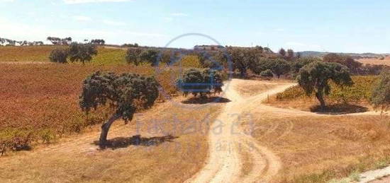 Quinta Vinícola em Elvas